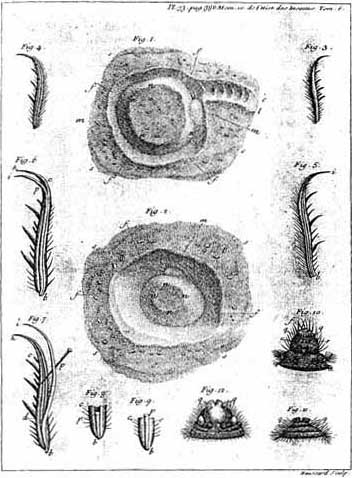 Reaumur illustration 2