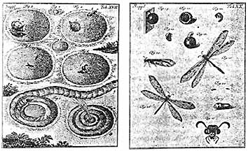 rosenhof illustration